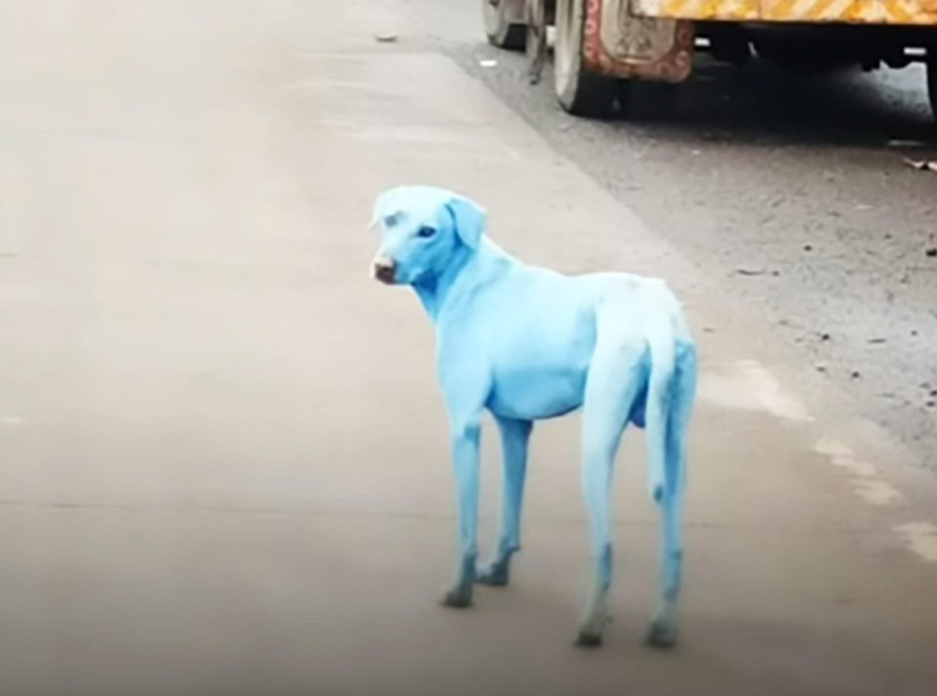 blauwe hond mumbai