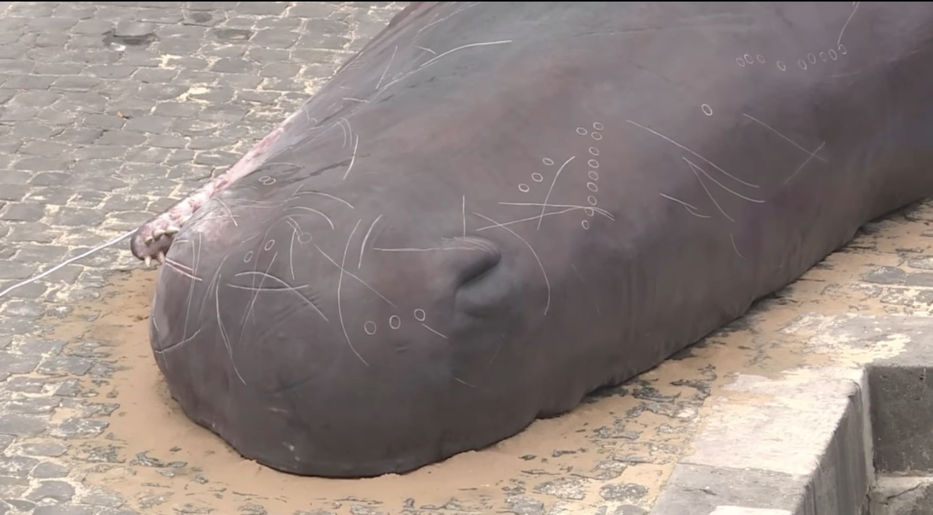close up walvis