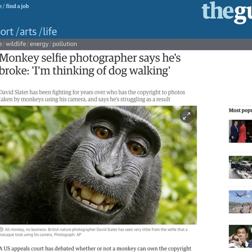 David dreigt zijn fotorechten te verliezen aan een aap, en zit nu aan de grond
