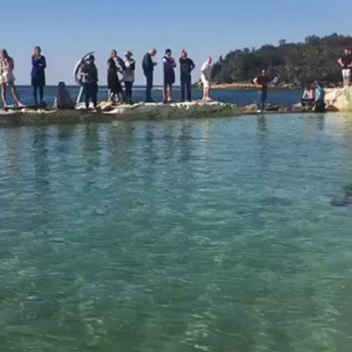 Een mensenhaai in een zwembad in Sydney heeft veel bekijks