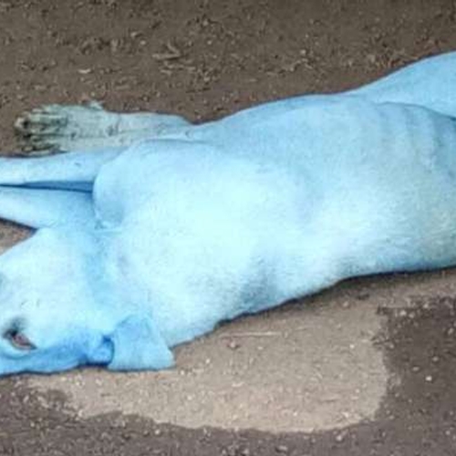 Straathonden nabij het Indiase Mumbai zijn ineens blauw