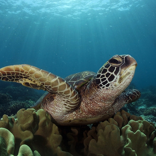 Hogere temperaturen zorgen ervoor dat zeeschildpadden als vrouwtje ter wereld komen