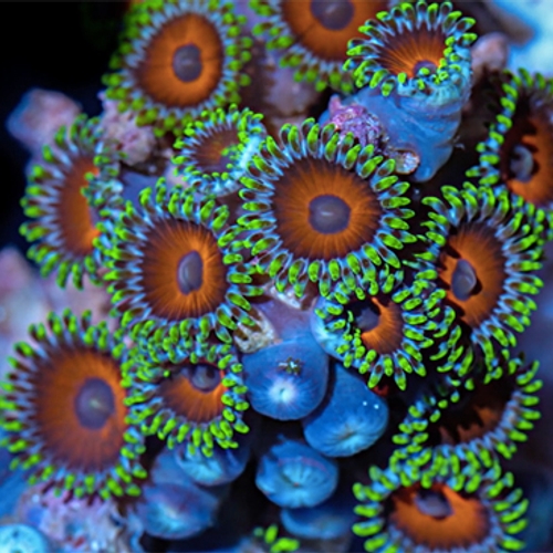 Video: kleurrijk koraal van dichtbij