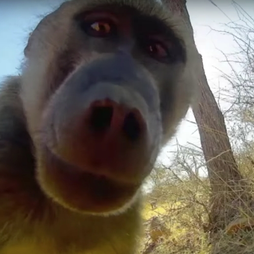 De BBC gluurt mee met het dierenrijk in 'Animals With Cameras'