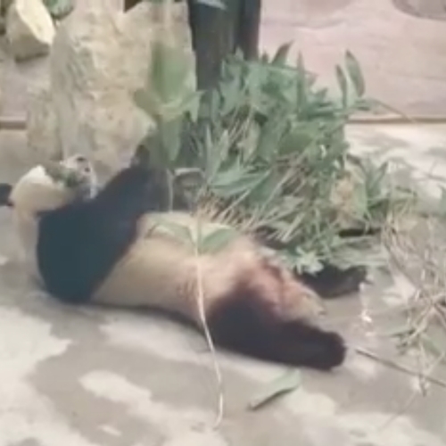 Het pandaverblijf in Ouwehands Dierenpark opent vandaag zijn deuren