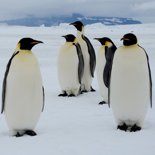 Zondagvermaak: ploeterende pinguïns