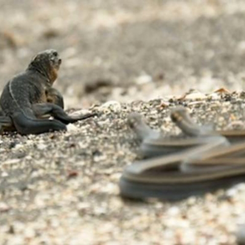 Het beste Britse tv-fragment van 2016: de iguana in de slangenkuil