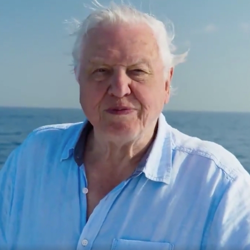 Haal diep adem en duik mee met Sir David Attenborough