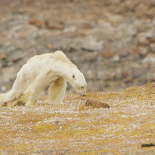 Afbeelding van De uitgemergelde ijsbeer: wat kritische kanttekeningen